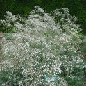 Gypsophila paniculata 'Bristol Fairy'